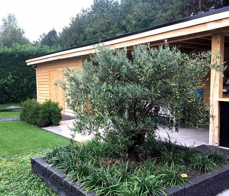 olijfboom in mediterrane tuin Rosmalen mediterrane beplanting tuin Rosmalen