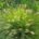 Beplanting regio Rosmalen