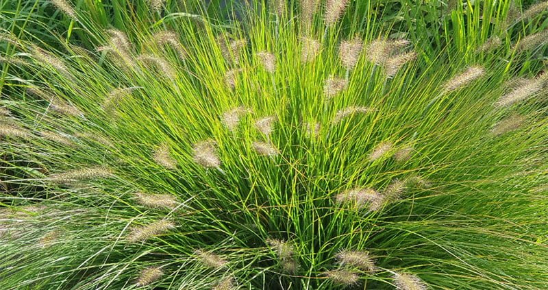 Beplanting regio Rosmalen