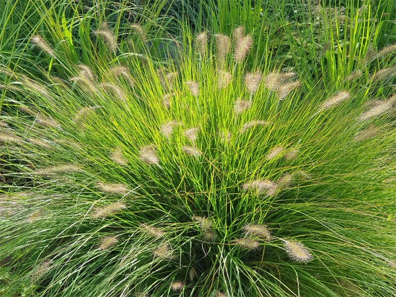 Beplanting regio Rosmalen