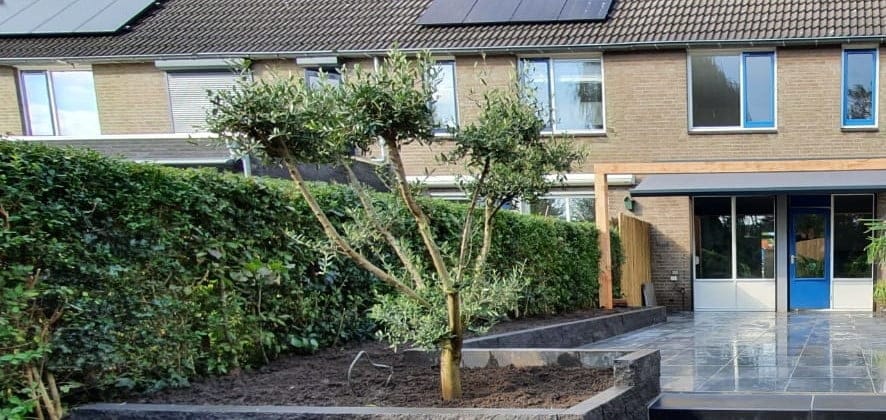 Bonsai boom Den Bosch