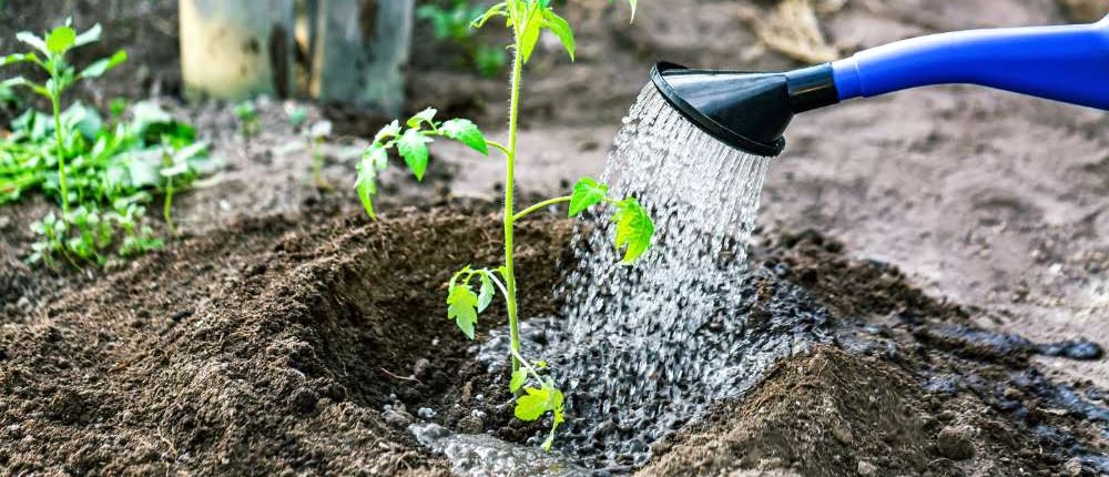 9 tips tegen droogte in de tuin