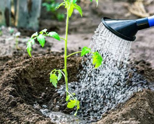 9 tips tegen droogte in de tuin