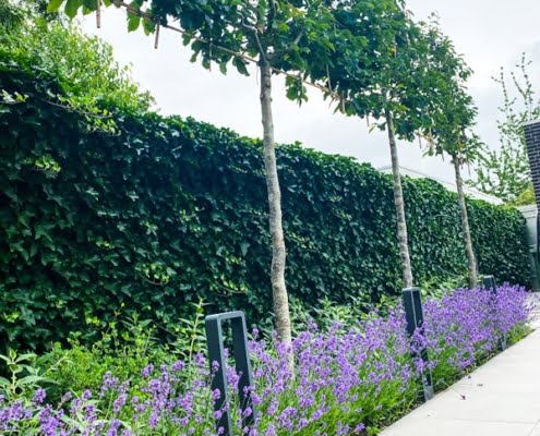 leibomen om inkijk te voorkomen in tuin
