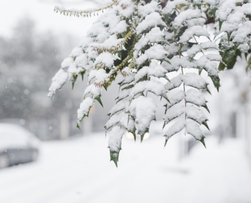 Uw planten beschermen tegen de winter en vorst