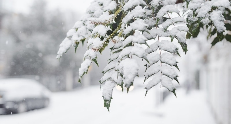 Uw planten beschermen tegen de winter en vorst