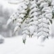 Uw planten beschermen tegen de winter en vorst