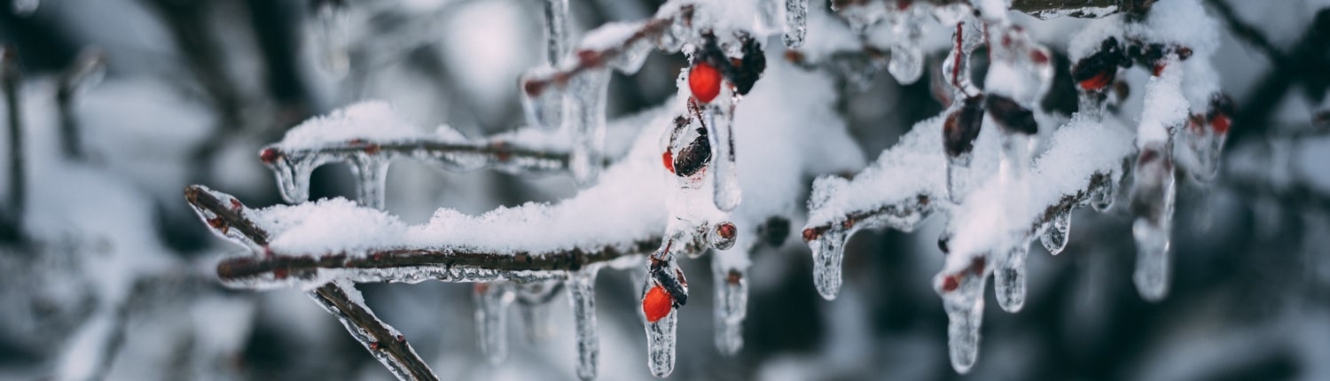 Tuinaanleg in de winter, kan dat? voorbereidingen