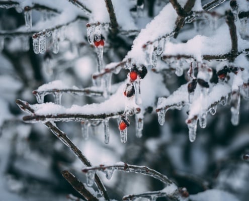 Tuinaanleg in de winter, kan dat? voorbereidingen