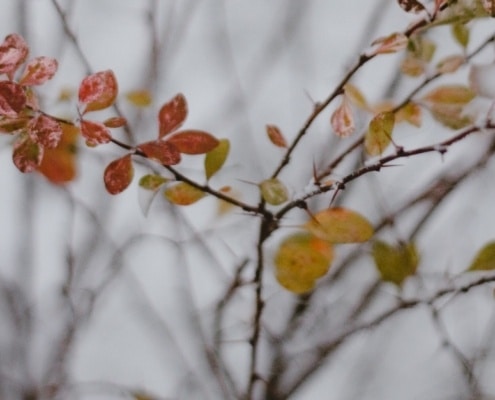 wat is de beste tijd om tuin aan te leggen?