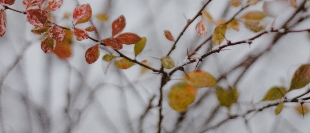 wat is de beste tijd om tuin aan te leggen?