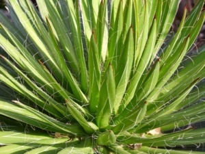 Mediterrane planten, waaronder de Agave Filifera