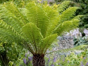 Mediterane planten, waaronder de Boomvaren - Dicksonia Antarctica