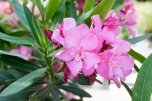 de Oleander - Nerium oleander