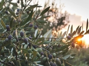 Mediterrane planten, waaronder de Olijfboom - Olea europea