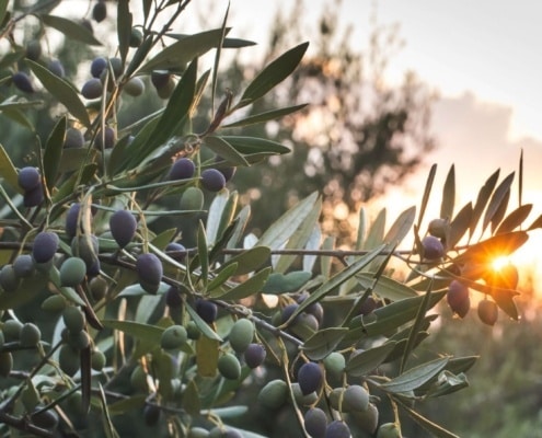 Mediterrane planten, waaronder de Olijfboom - Olea europea