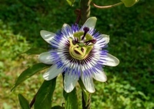 de Passiebloem - passiflora caerulea