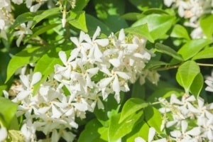 de Toscaanse Jasmijn - trachelospermum jasminoides