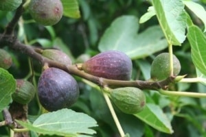 de Vijgenboom - Ficus carica