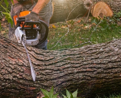 boom-veilig-verwijderen-uit-tuin-vanhouttuinprojecten