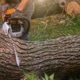 boom-veilig-verwijderen-uit-tuin-vanhouttuinprojecten