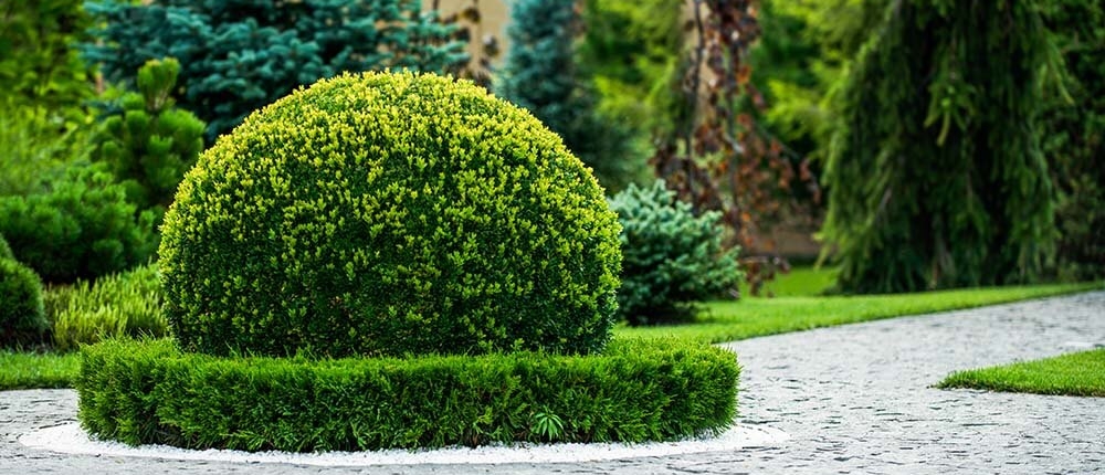 van-hout-tuinprojecten-buxus-schimmel Buxusschimmel bestrijden? Hoeveniersbedrijf Van Hout Tuinprojecten geeft u tips!