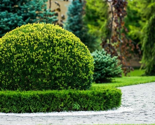 Buxusschimmel bestrijden? Hoeveniersbedrijf Van Hout Tuinprojecten geeft u tips!