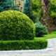 Buxusschimmel bestrijden? Hoeveniersbedrijf Van Hout Tuinprojecten geeft u tips!