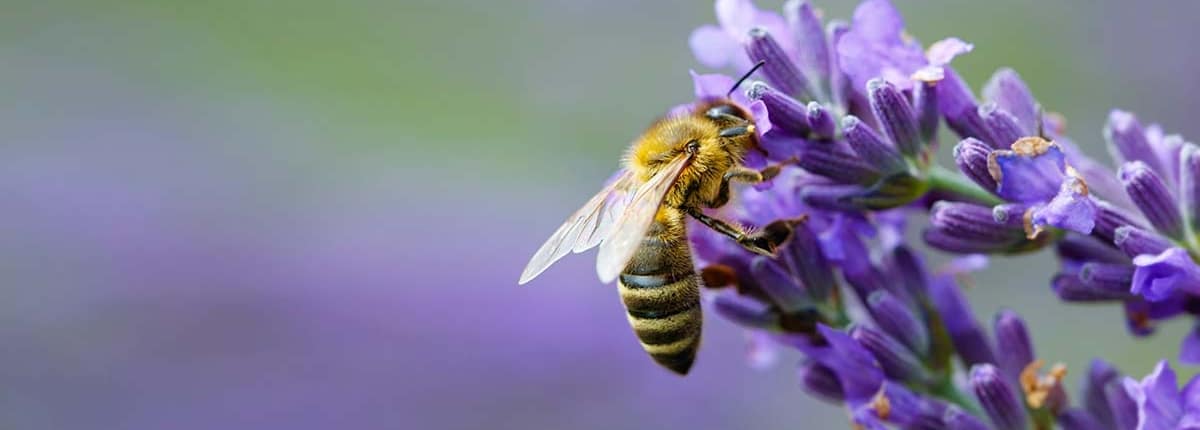 Van Hout Tuinprojecten helpt u meer biodiversiteit in uw tuin te realiseren.
