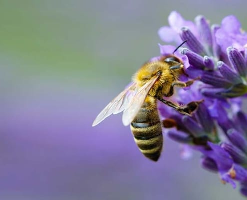 Van Hout Tuinprojecten helpt u meer biodiversiteit in uw tuin te realiseren.