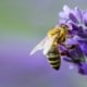 Van Hout Tuinprojecten helpt u meer biodiversiteit in uw tuin te realiseren.