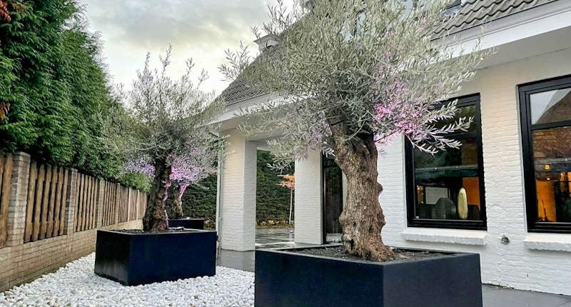 zwarte adezz plantenbakken, olijfbomen Renovatie van tuin in Kerkdriel met een Mediterrane sfeer