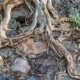 Van Hout tuinprojecten vertelt u hoe u effectief wortels uit de tuin kunt verwijderen.
