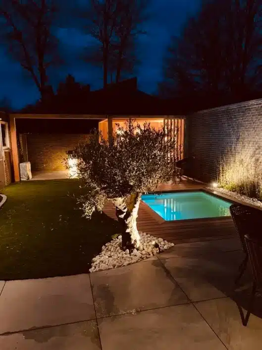olijfboom in moderne mediterrane tuin in Rosmalen