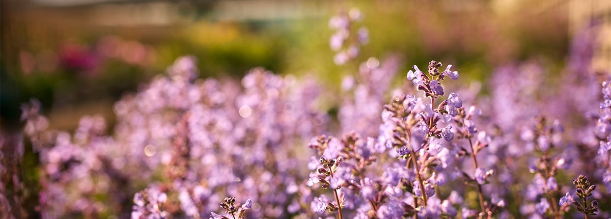 inheemse planten tuin inheemse planten welke en waarom