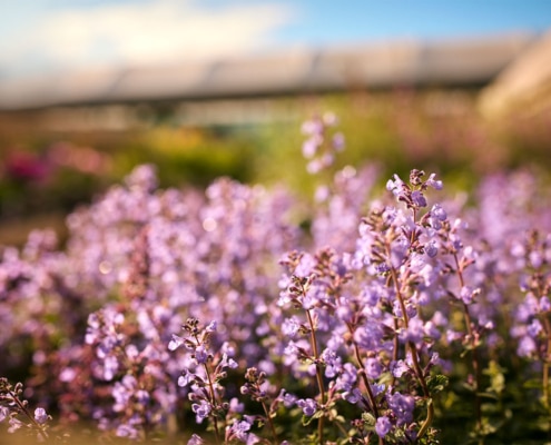 inheemse planten welke en waarom