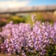inheemse planten welke en waarom