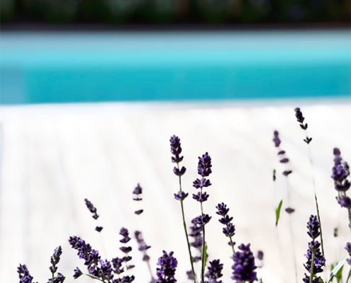 lavendel bij zwembad in tuin