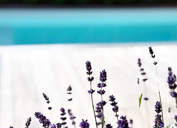 lavendel bij zwembad in tuin