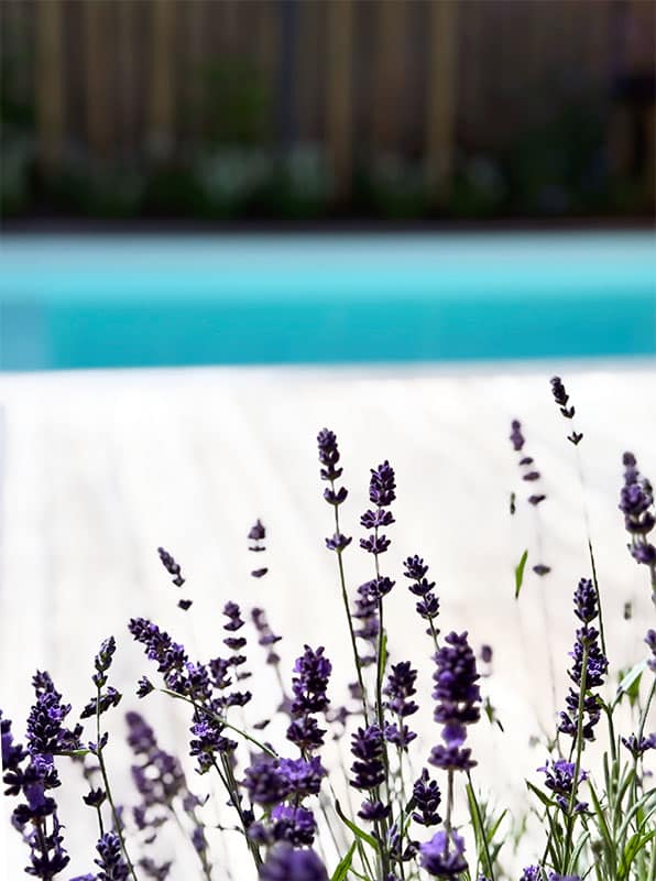 lavendel tuin paarse lavendel
