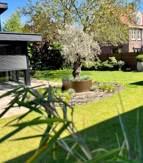 beplanting-beregening-van-hout-tuinprojecten Bronzen olijfboom van Adezz als middelpunt in border met siergrassen en gazon in Waalwijk