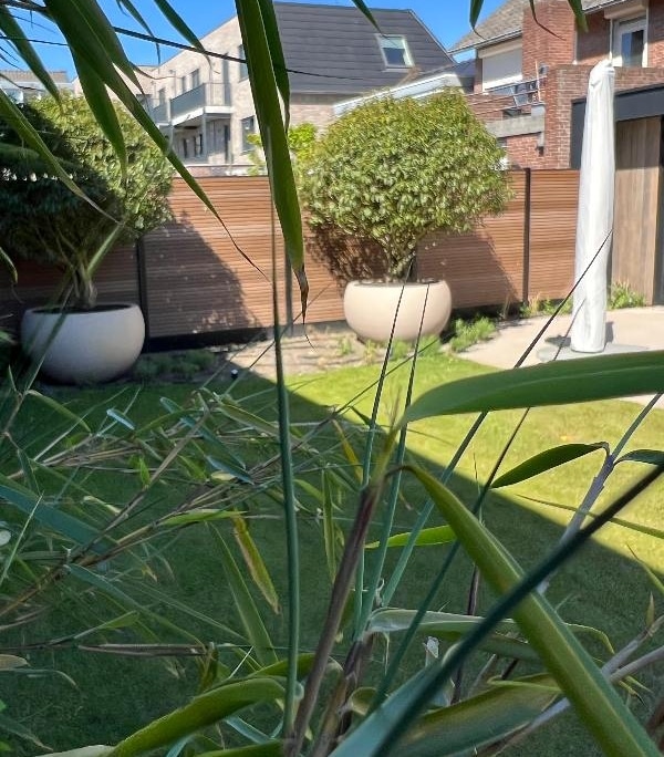 beplanting-in-potten-adezz-lucalifestyle Luca Lifestyle potten met groenblijvende beplanting langs schutting in gerenoveerde tuin Waalwijk
